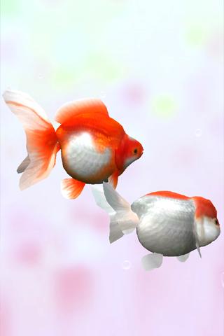 Gold Fish 3D Live Wallpaper