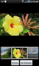 Kauai Flowers Pro